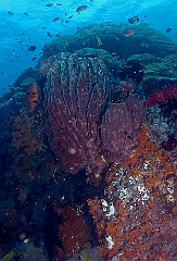 Raja Ampat 2016 - Corail - Eponge - IMG_4486_rc